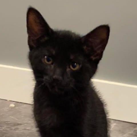 BAGHEERA, a Adoptable mixed breed in Campbell River, BC image 4/5