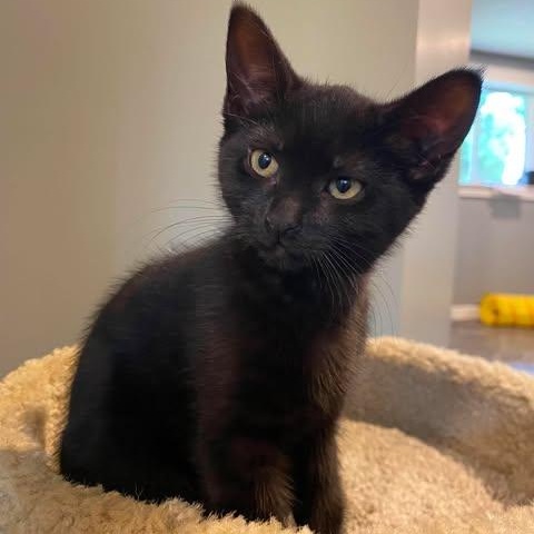 BAGHEERA, a Adoptable mixed breed in Campbell River, BC image 1/5