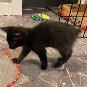 BAGHEERA, a Adoptable mixed breed in Campbell River, BC image 2/5