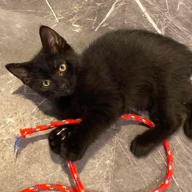 BAGHEERA, a Adoptable mixed breed in Campbell River, BC image 3/5