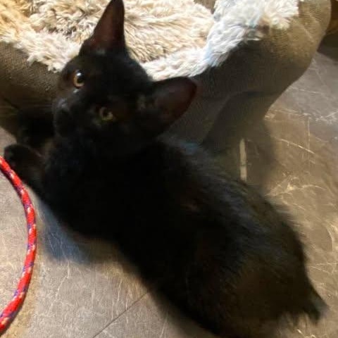 BAGHEERA, a Adoptable mixed breed in Campbell River, BC image 5/5
