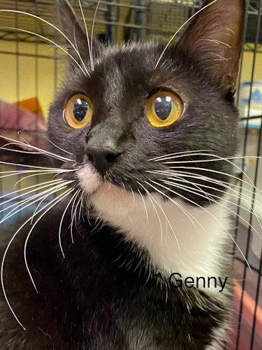 Genny - Center, Adoptable, Adult Female Domestic Medium Hair.