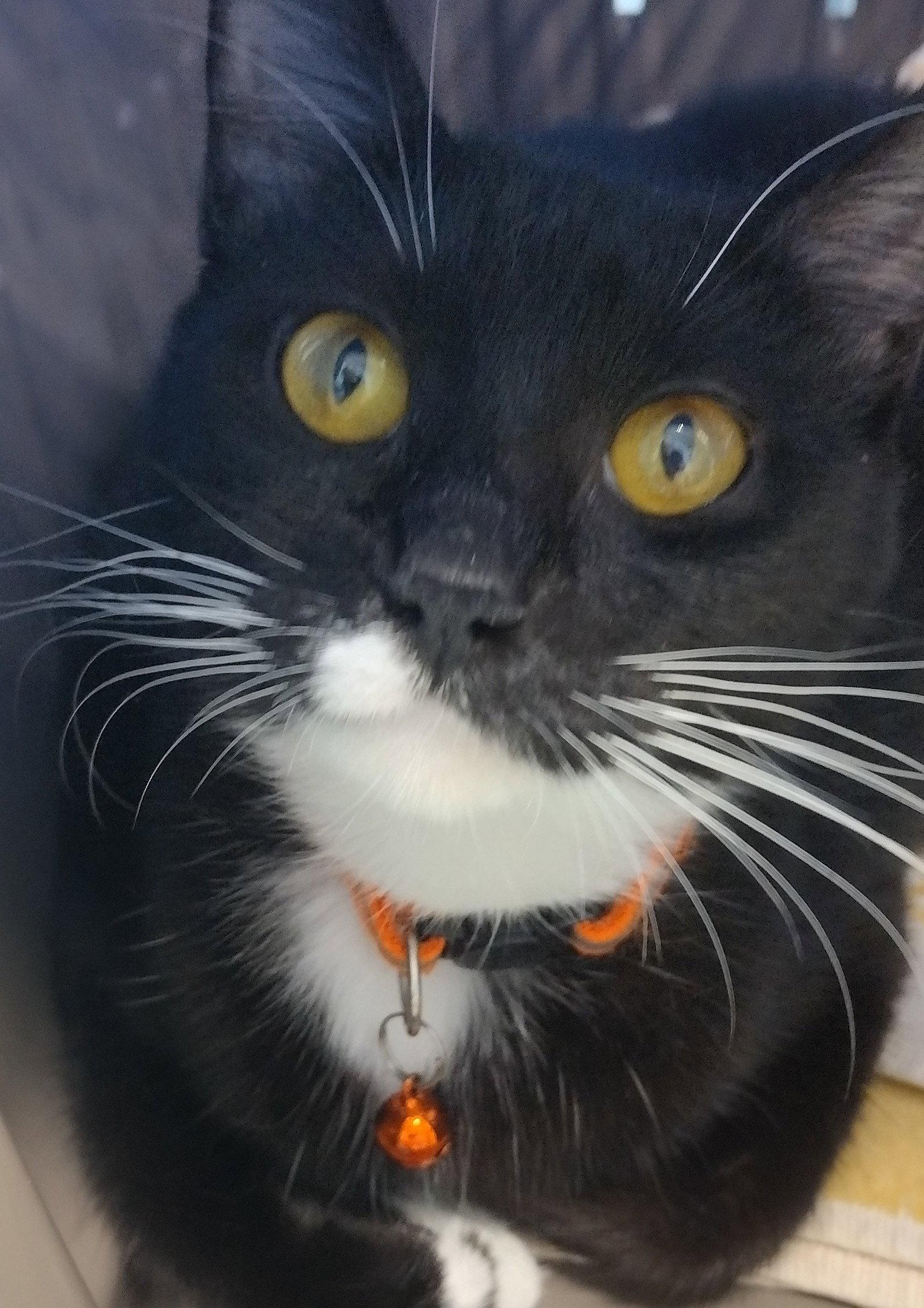 Enlarge Genny - Center, a Adoptable Domestic Medium Hair in Oakland Park, FL image 2/3