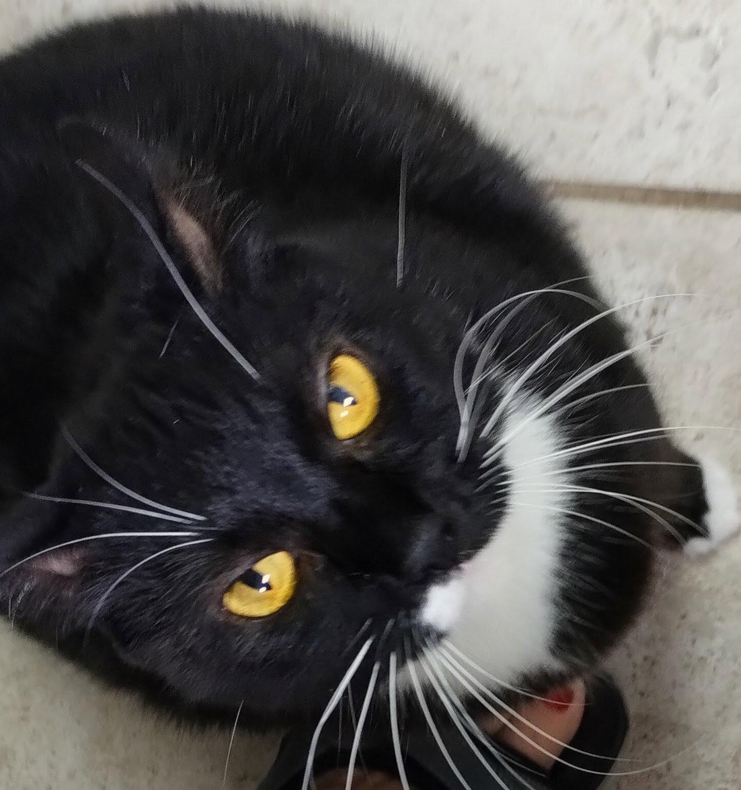Enlarge Genny - Center, a Adoptable Domestic Medium Hair in Oakland Park, FL image 3/3