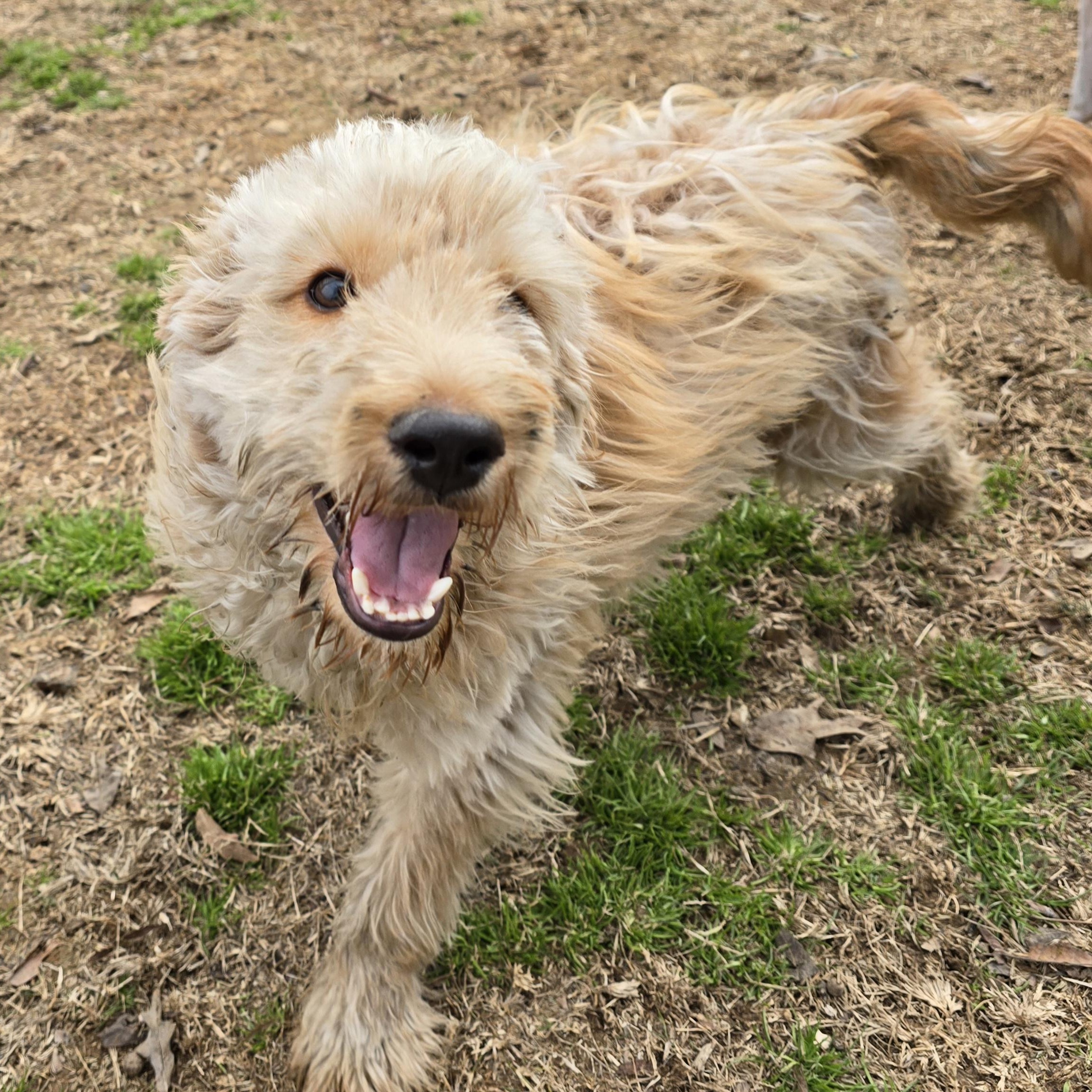 Enlarge Twizzler, an adopted Golden Retriever in Athens, AL image 1/6
