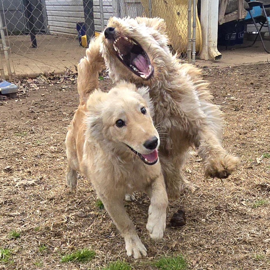 Enlarge Twizzler, an adopted Golden Retriever in Athens, AL image 3/6