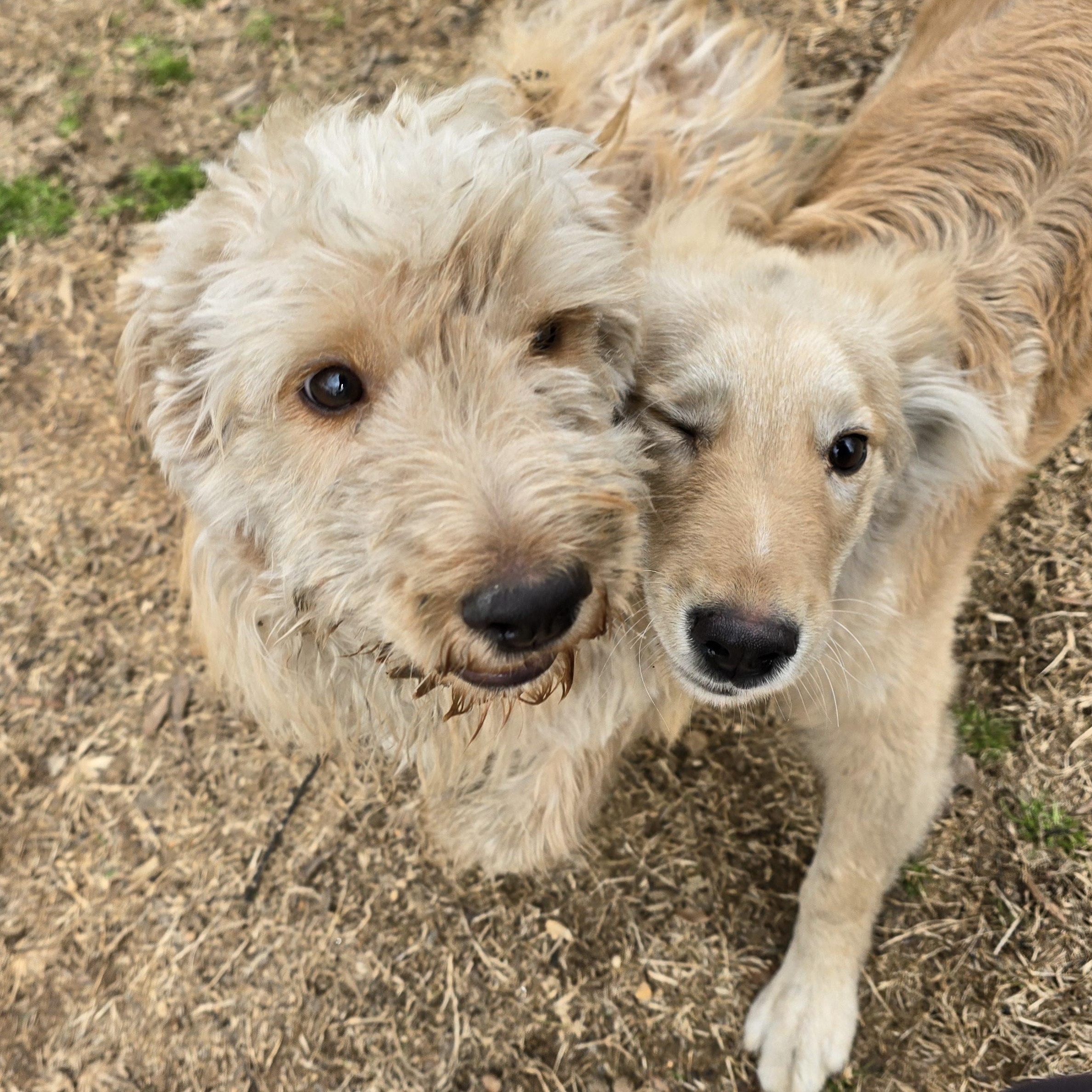 Enlarge Twizzler, an adopted Golden Retriever in Athens, AL image 4/6