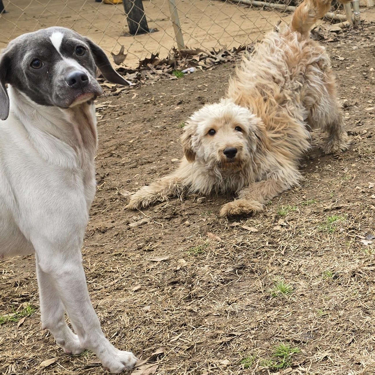Enlarge Twizzler, an adopted Golden Retriever in Athens, AL image 5/6