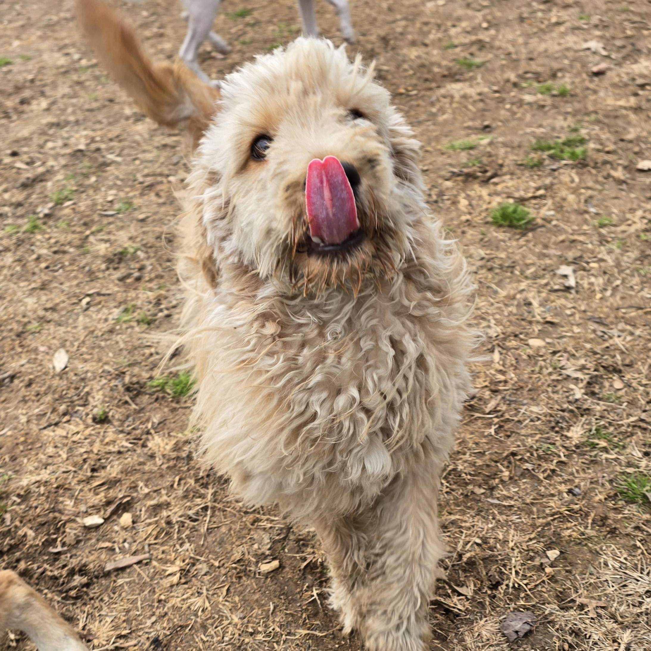 Enlarge Twizzler, an adopted Golden Retriever in Athens, AL image 2/6