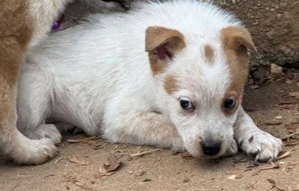 Snow White, Adoptable, Puppy Female Fox Terrier & Mixed Breed.