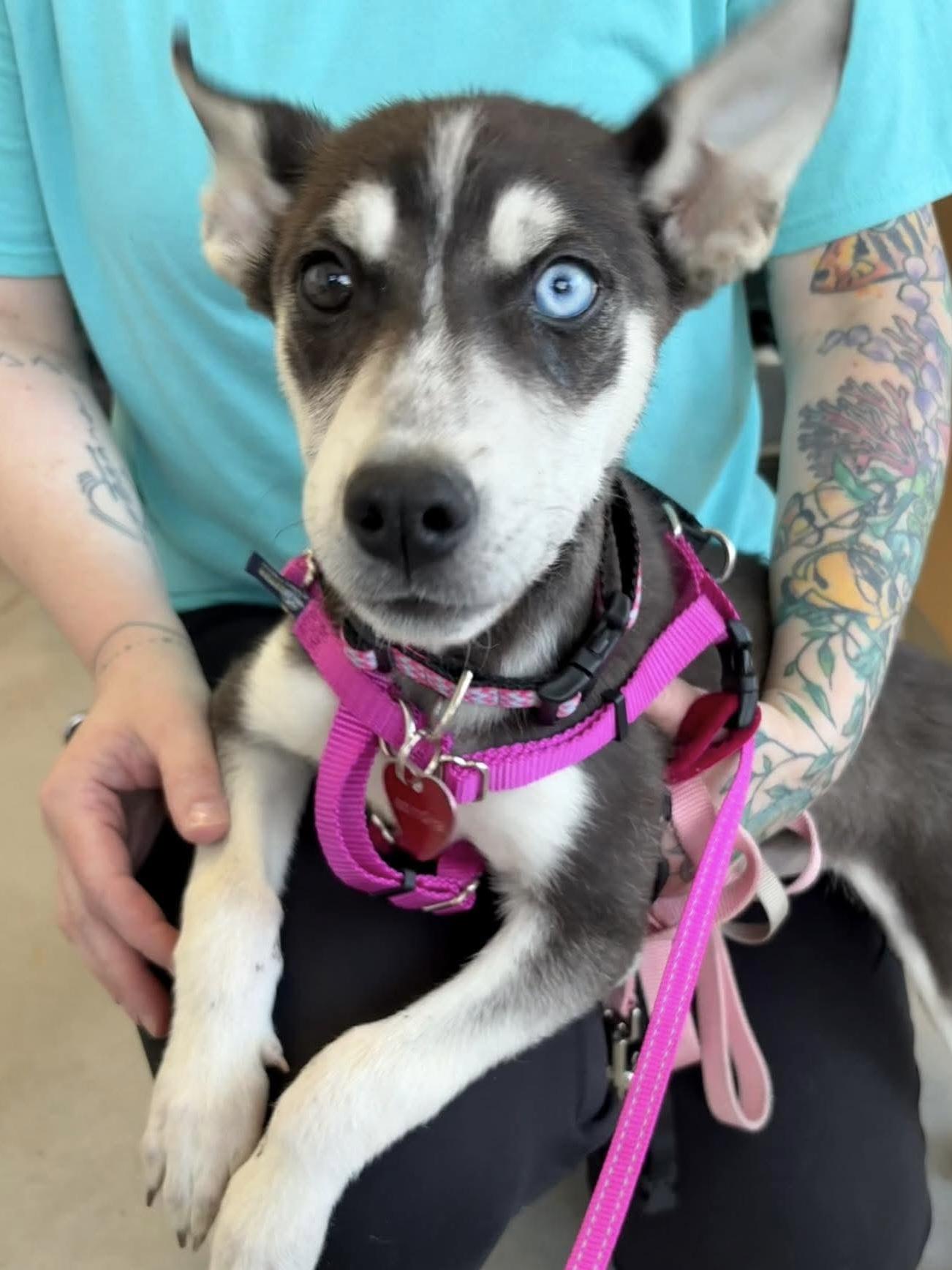 Enlarge Mila, a Adopted Siberian Husky in Little Chute, WI image 1/1