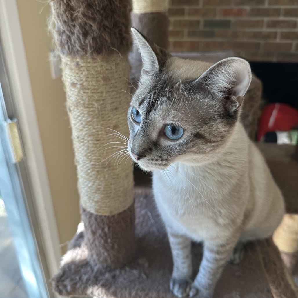 Zara PW, Adoptable, Young Female Siamese & Domestic Short Hair.