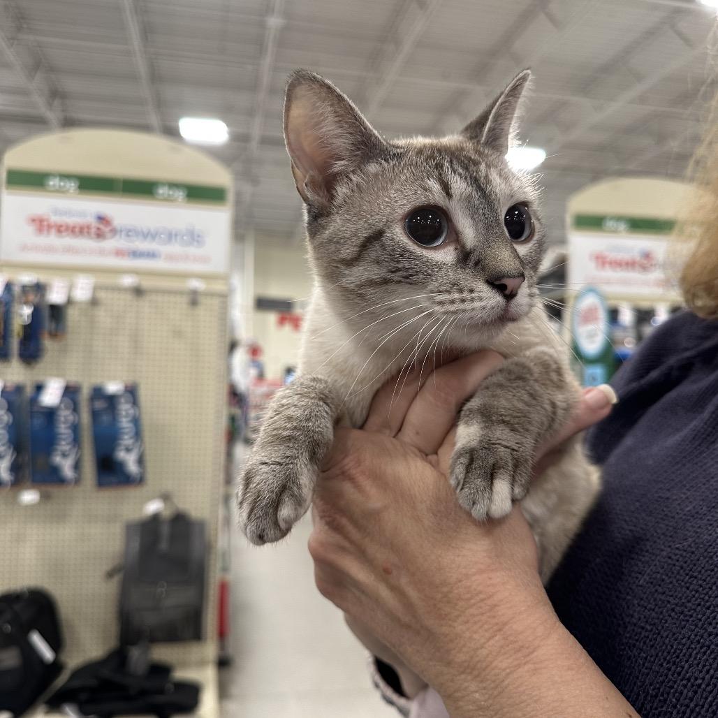 Zara PW, Adoptable, Young Female Siamese & Domestic Short Hair.