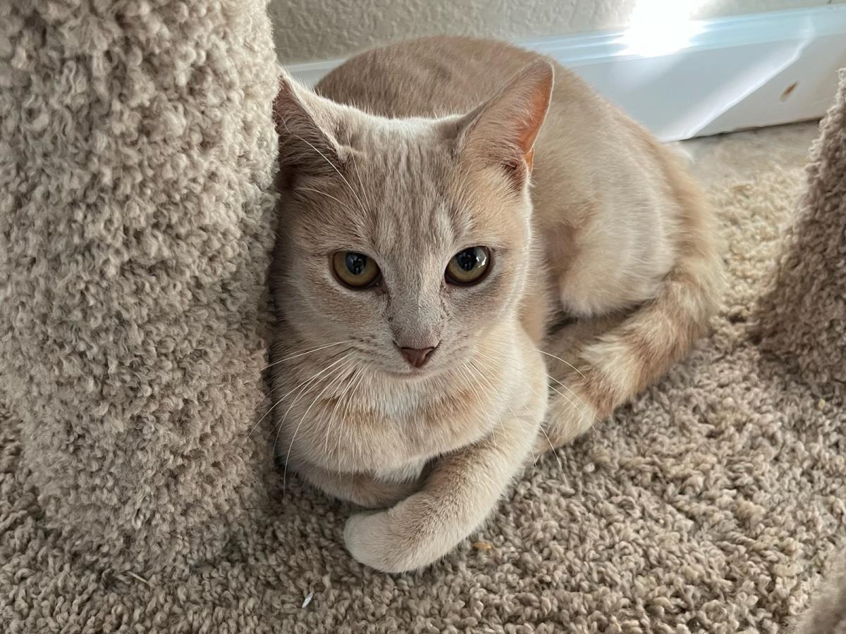 Enlarge Persimmons, a ADOPTABLE Domestic Short Hair in Lincoln, CA image 1/1