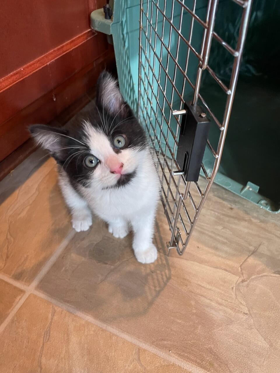 Bud - ADOPTION PENDING, Adoptable, Kitten Male Domestic Medium Hair.