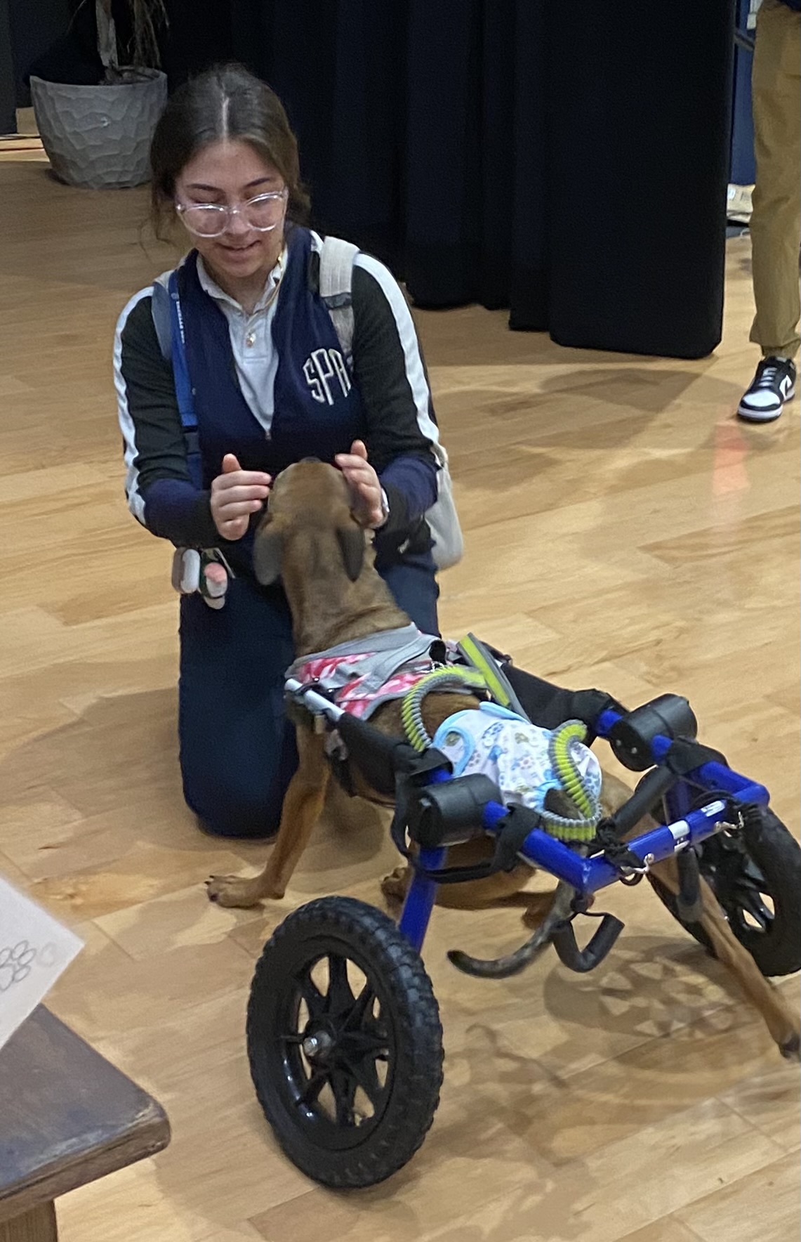 Glitter, a Adoptable mixed breed in Key West, FL image 1/6