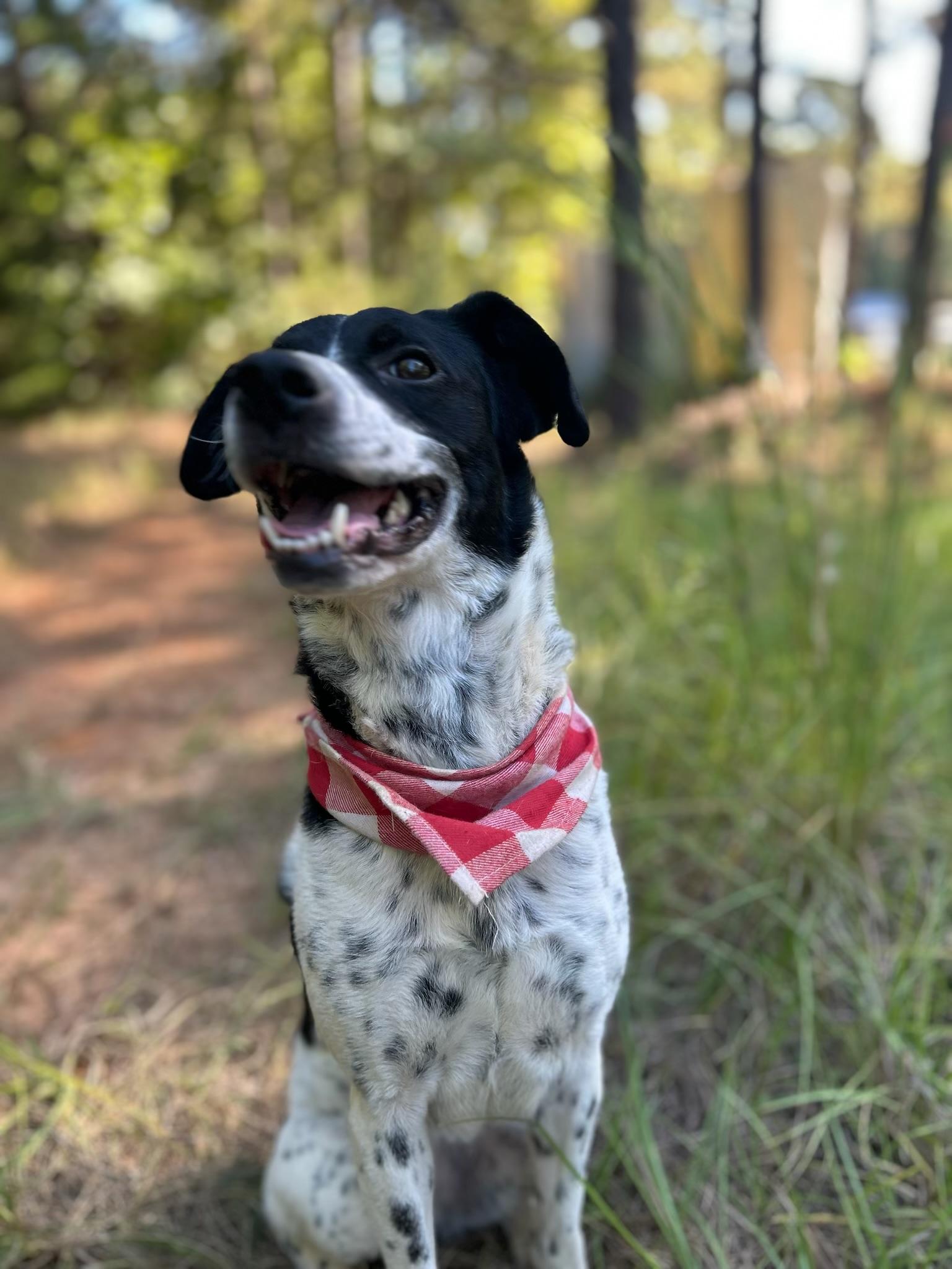 Enlarge Harley, a Adopted Australian Cattle Dog / Blue Heeler in Garland, TX image 2/3
