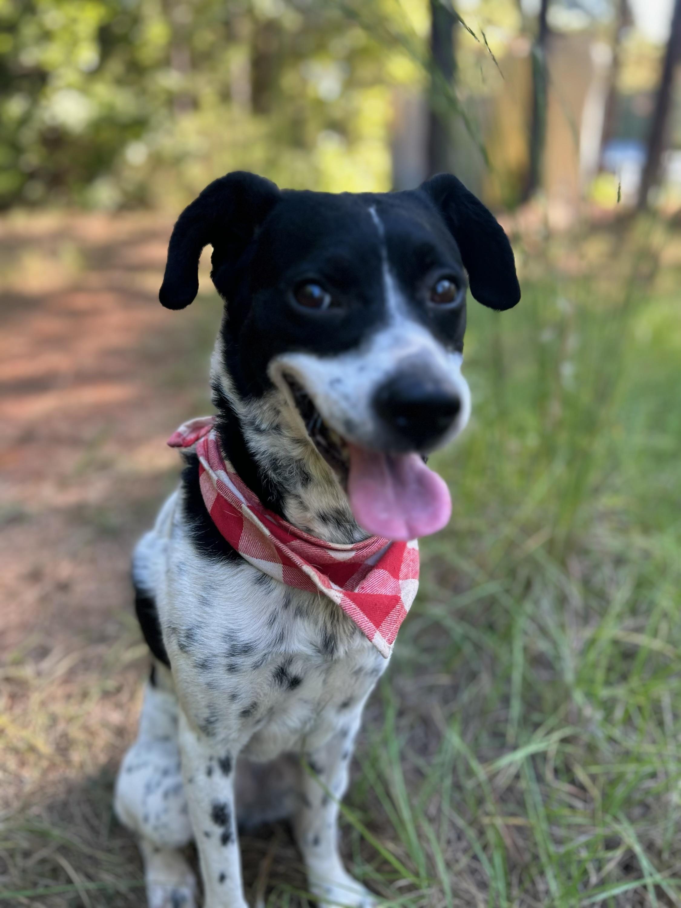 Enlarge Harley, a Adopted Australian Cattle Dog / Blue Heeler in Garland, TX image 1/3