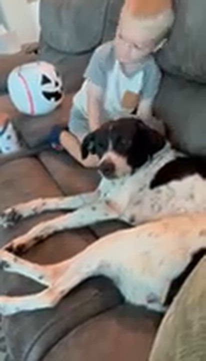 Enlarge Harley, a Adopted Australian Cattle Dog / Blue Heeler in Garland, TX video 3/3