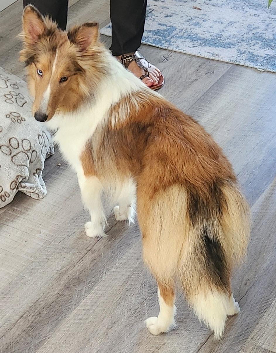 Enlarge Dora, a ADOPTABLE Shetland Sheepdog / Sheltie in Palm Bay, FL image 3/4