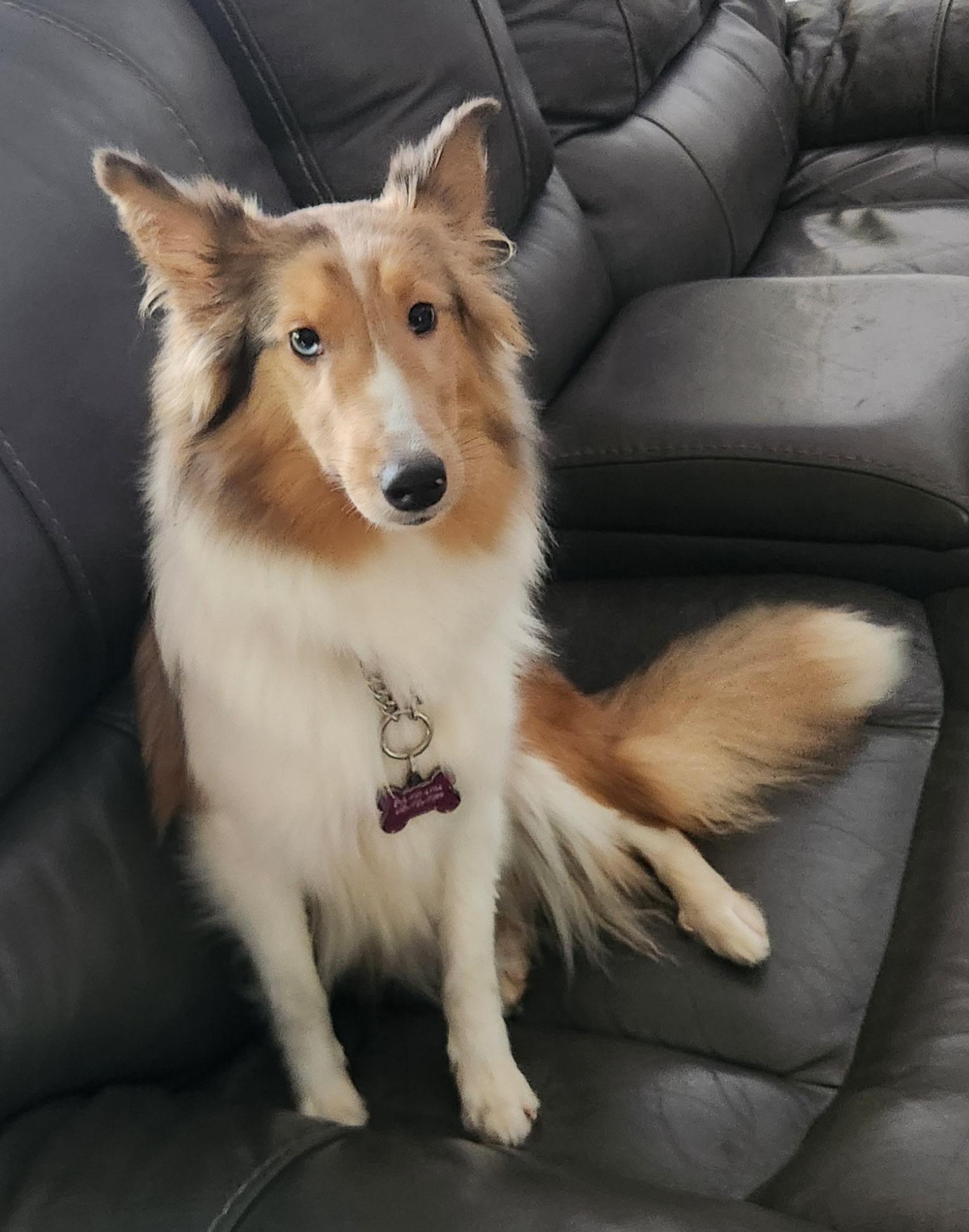Enlarge Dora, a ADOPTABLE Shetland Sheepdog / Sheltie in Palm Bay, FL image 2/4