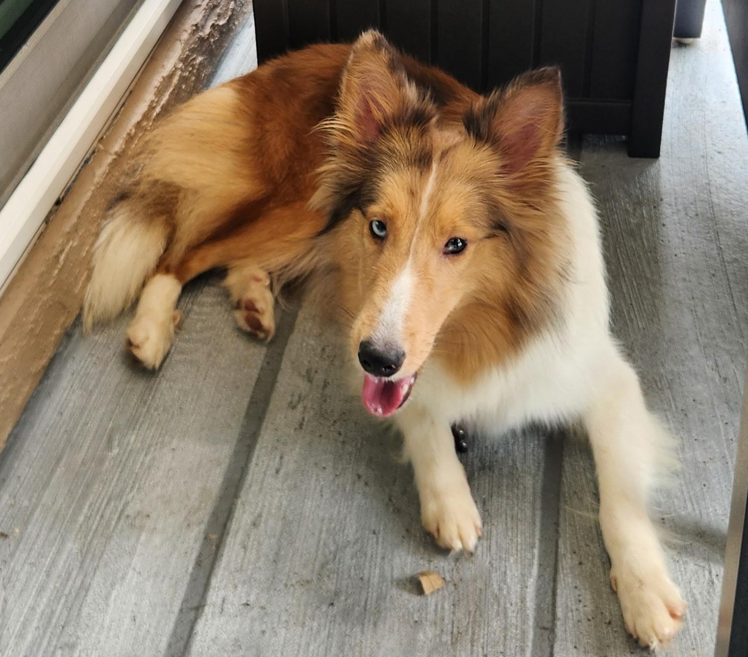 Enlarge Dora, a ADOPTABLE Shetland Sheepdog / Sheltie in Palm Bay, FL image 4/4