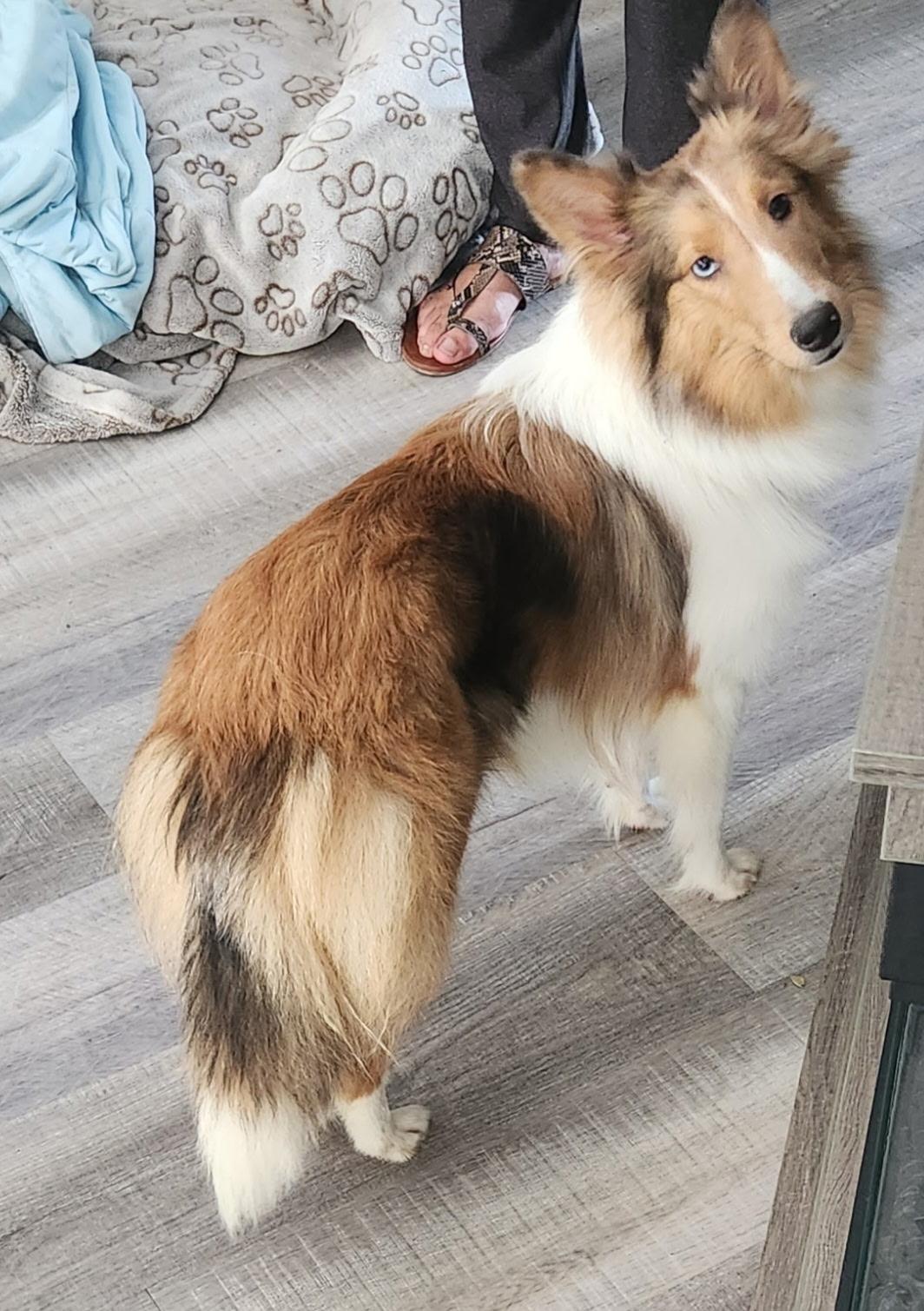 Enlarge Dora, a ADOPTABLE Shetland Sheepdog / Sheltie in Palm Bay, FL image 1/4