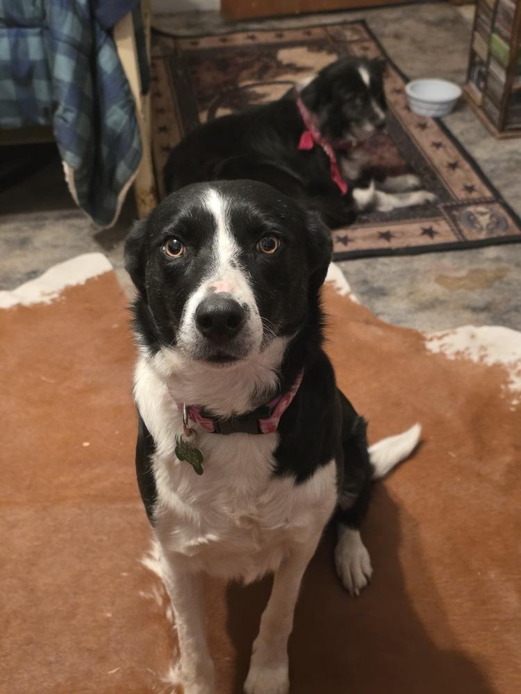 Gigi #1220, adopted, Adult Female Border Collie.