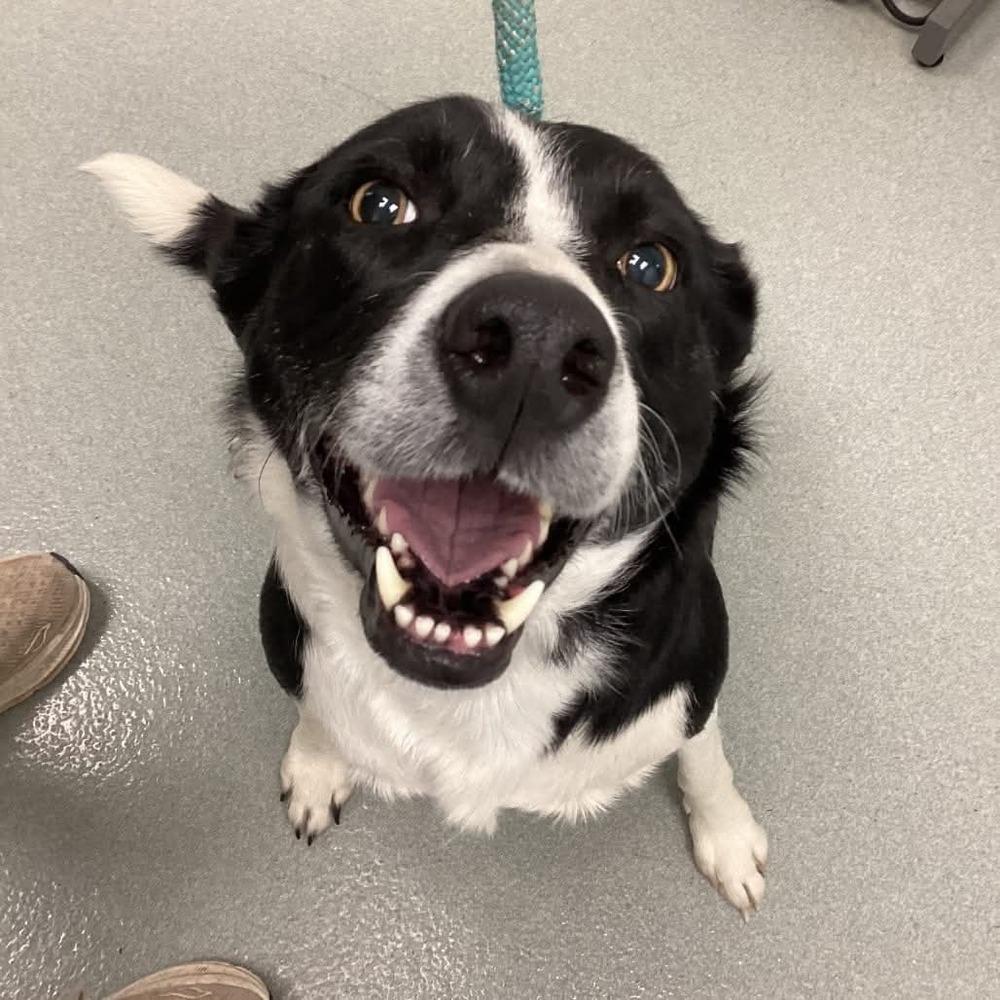 Enlarge Gigi #1220, an adopted Border Collie in Allen, TX image 4/5