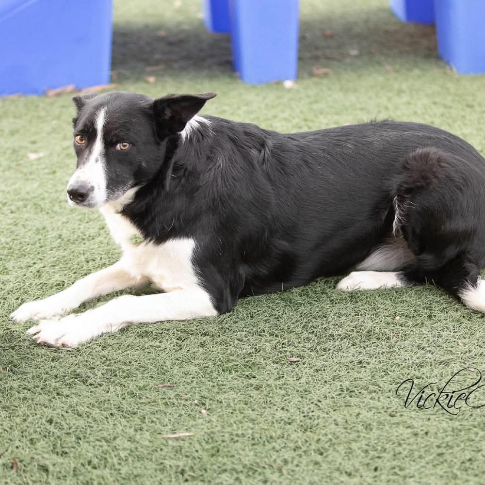 Enlarge Gigi #1220, an adopted Border Collie in Allen, TX image 2/5