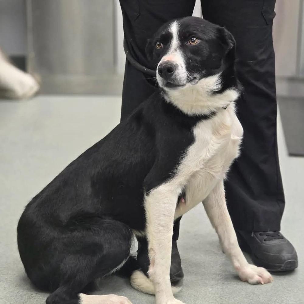Enlarge Gigi #1220, an adopted Border Collie in Allen, TX image 5/5