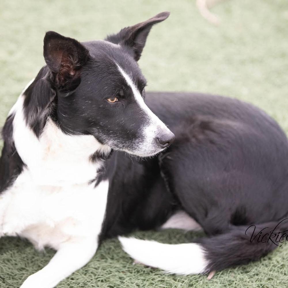 Enlarge Gigi #1220, an adopted Border Collie in Allen, TX image 3/5