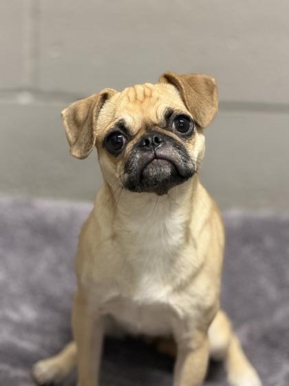 Bella, adopted, Young Female Pug.