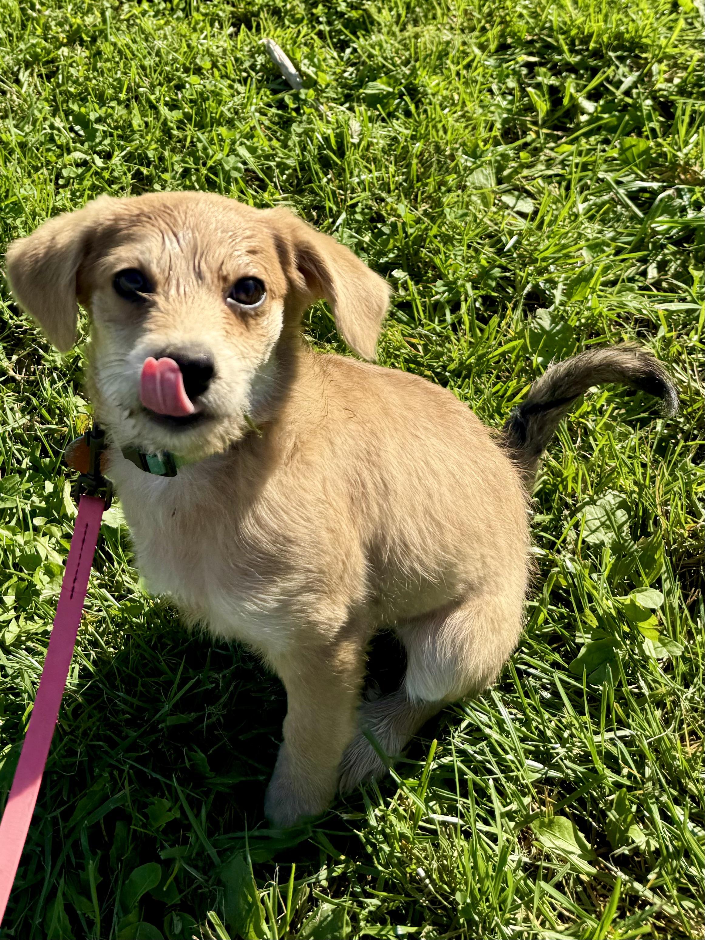Enlarge Chyna, a Adoptable mixed breed in Waukesha , WI image 4/5