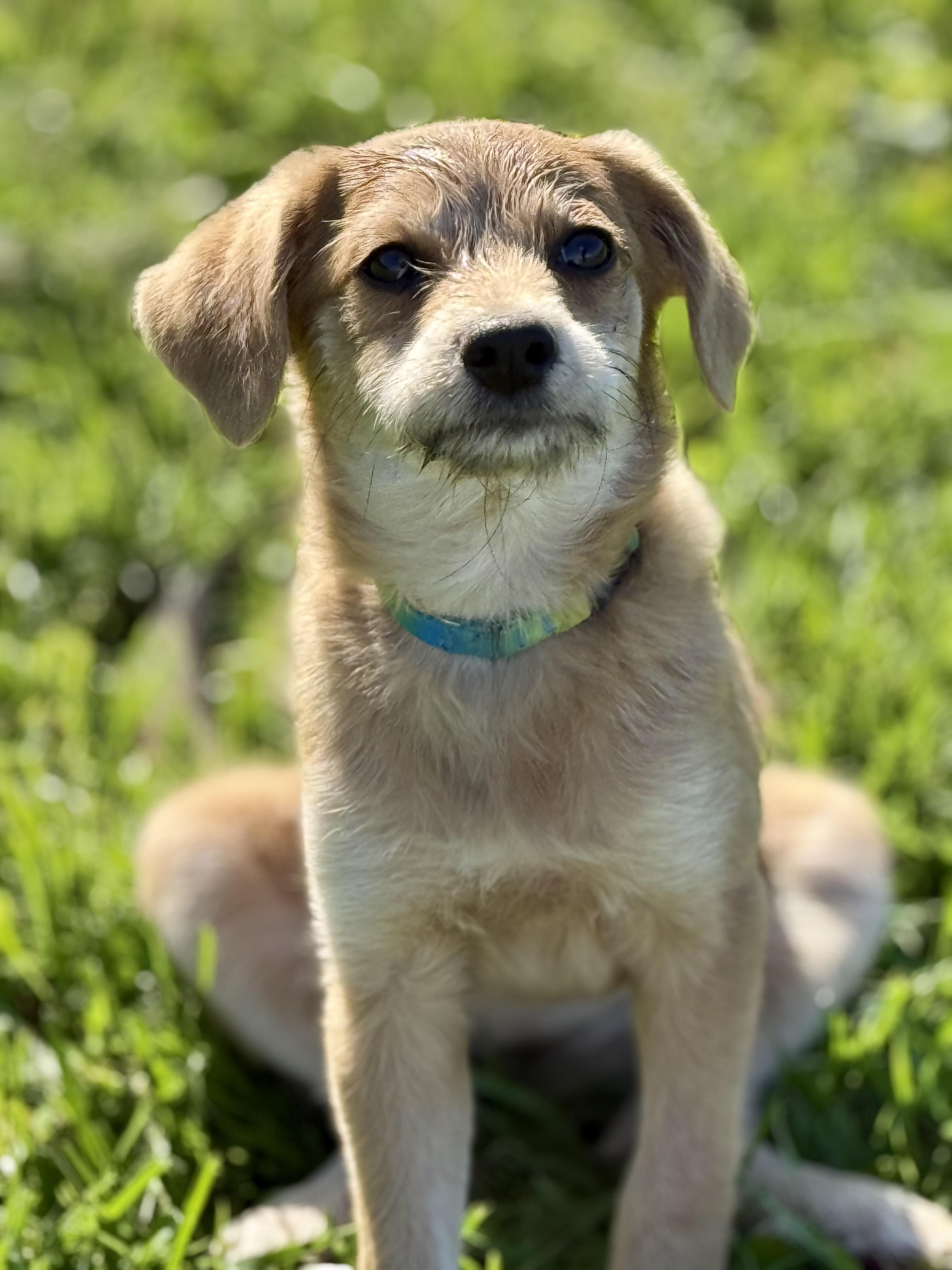 Enlarge Chyna, a Adoptable mixed breed in Waukesha , WI image 2/5
