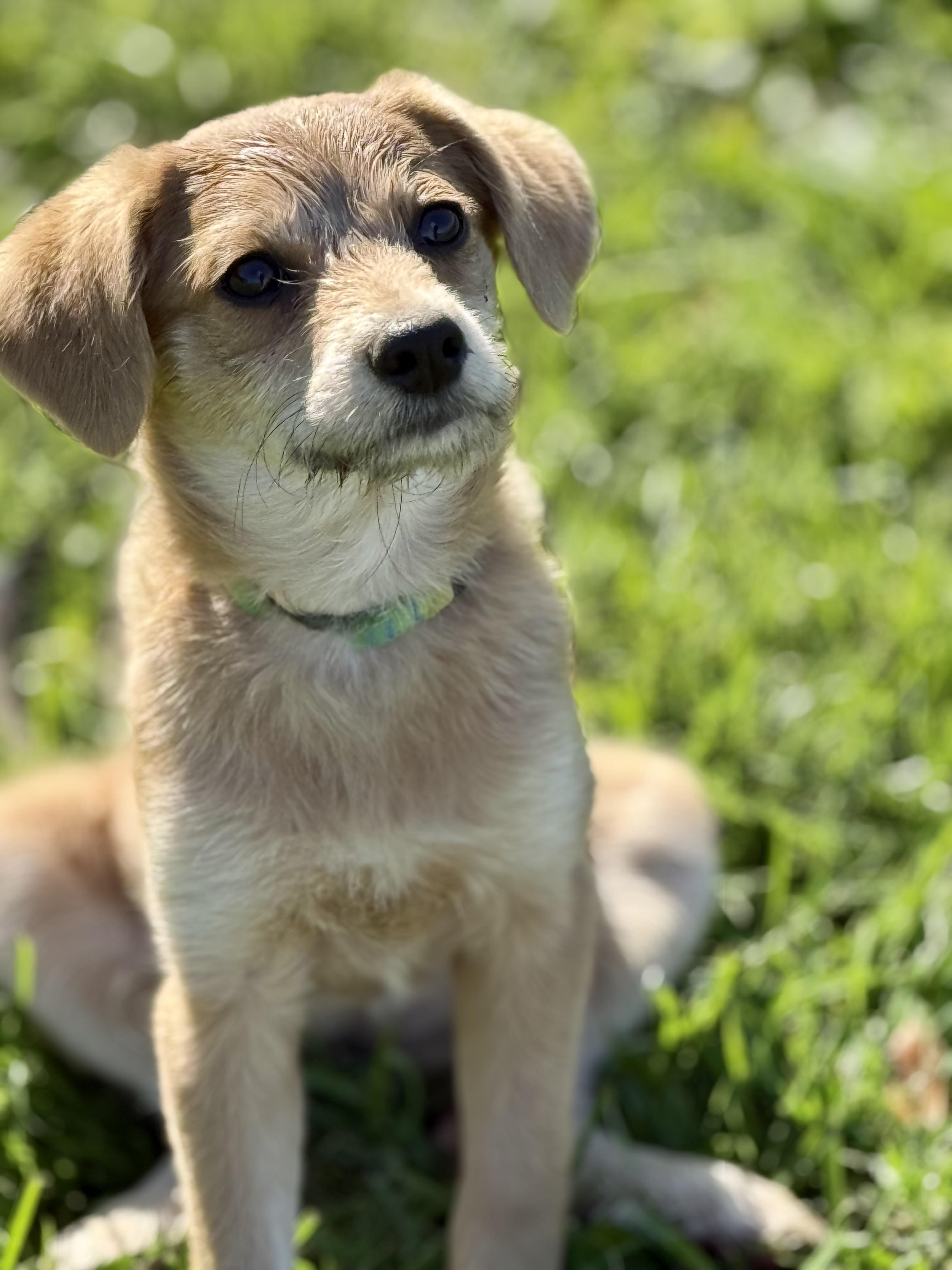 Enlarge Chyna, a Adoptable mixed breed in Waukesha , WI image 3/5