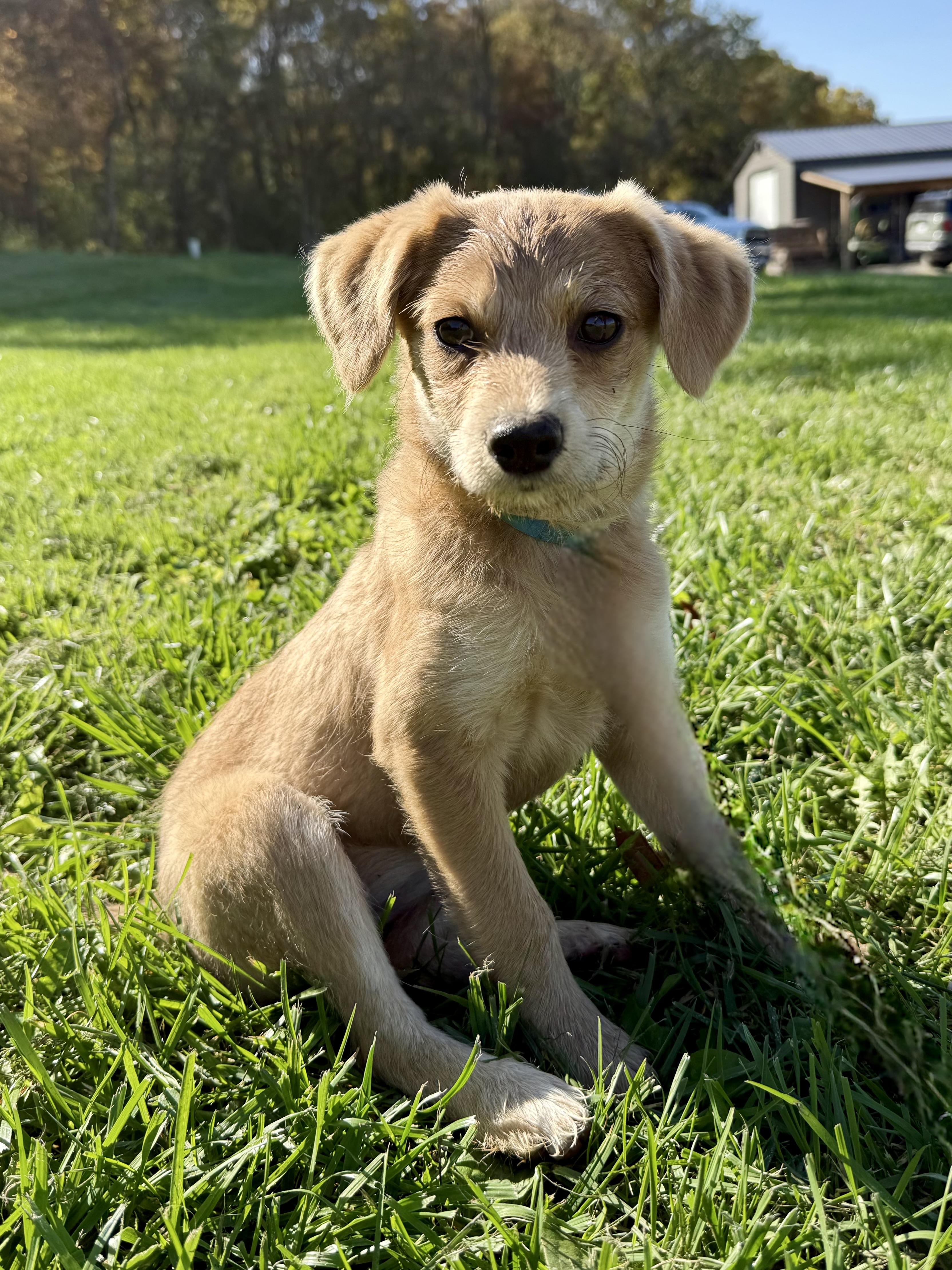 Enlarge Chyna, a Adoptable mixed breed in Waukesha , WI image 1/5