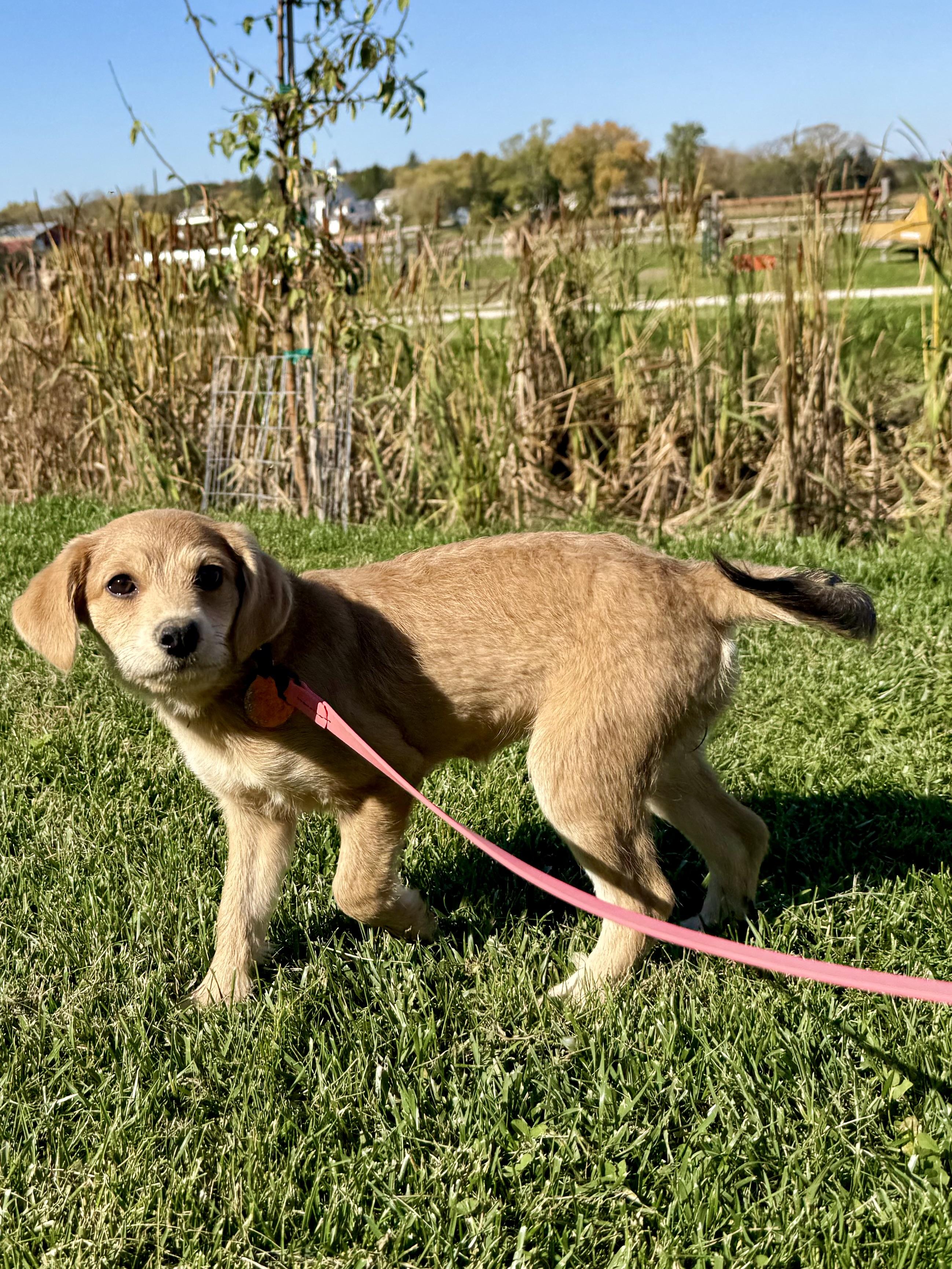 Enlarge Chyna, a Adoptable mixed breed in Waukesha , WI image 5/5
