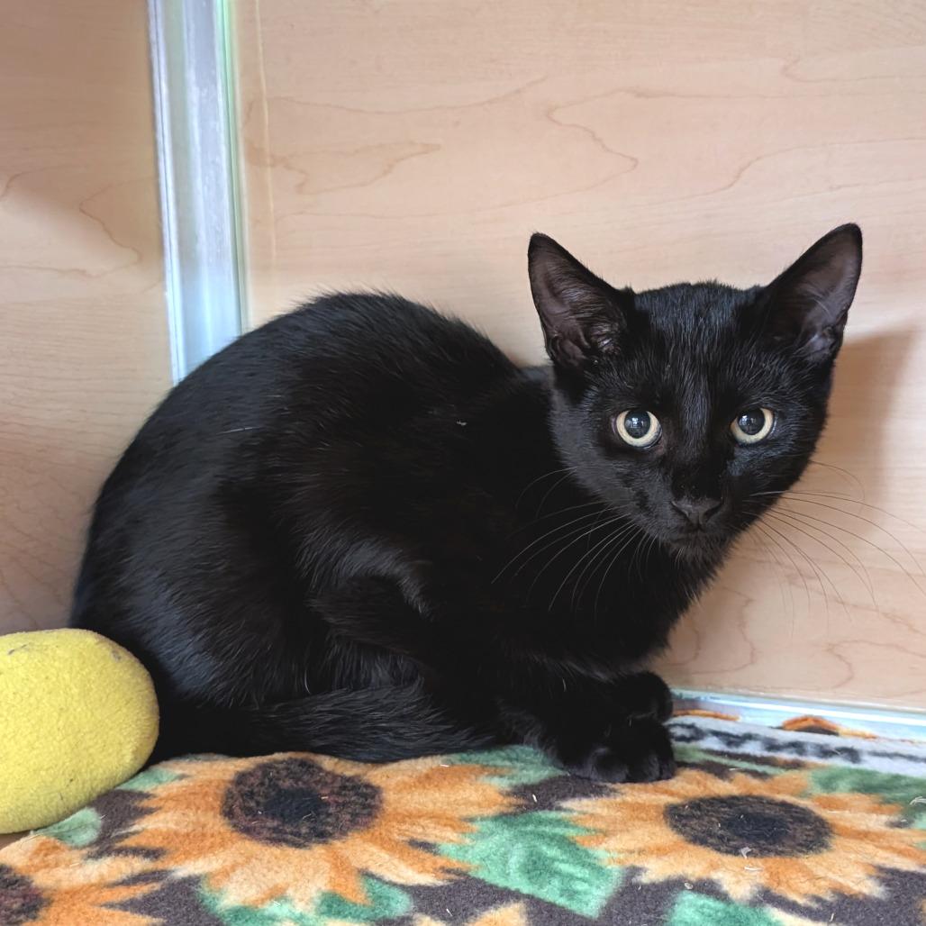 Enlarge Jenga, a Adoptable Domestic Short Hair in Brookfield, WI image 1/2