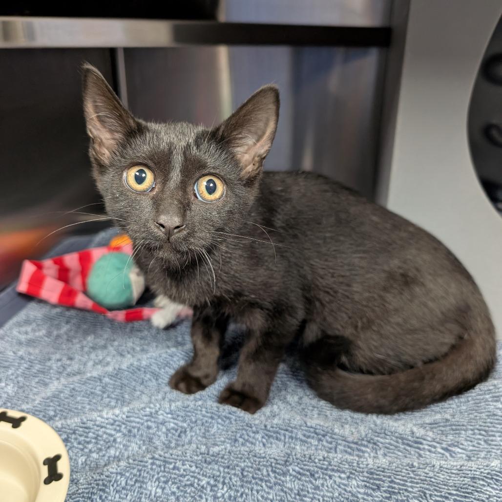 Enlarge Jenga, a Adoptable Domestic Short Hair in Brookfield, WI image 2/2