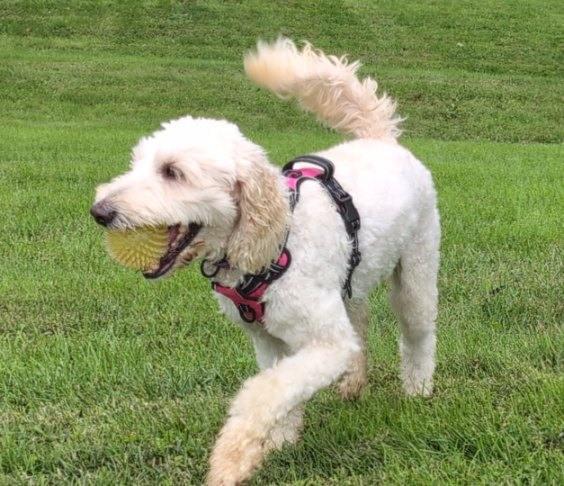 Enlarge Daisy (I need a foster), a Adoptable mixed breed in Ellicott City, MD image 6/6
