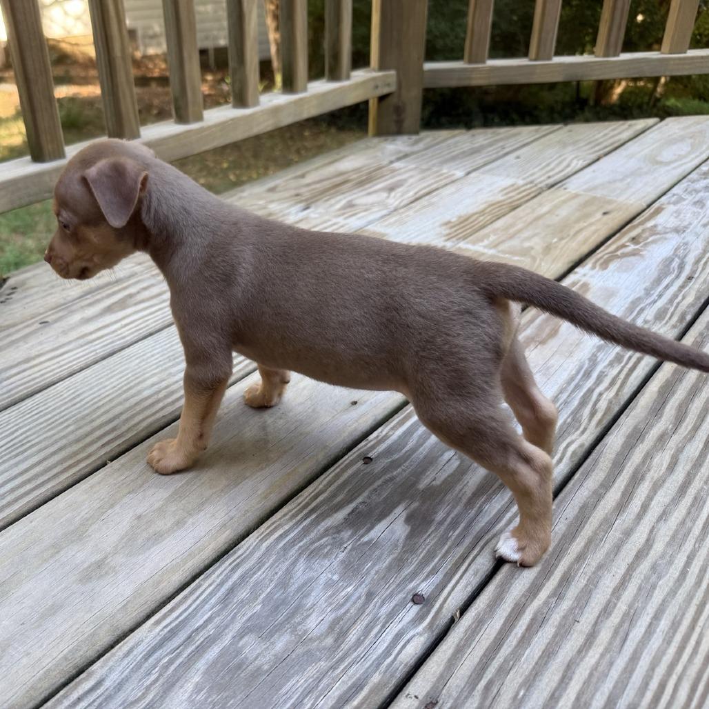 Chip, Adoptable, Puppy Male Terrier & Mixed Breed.
