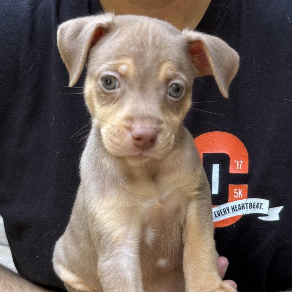 Enlarge Chip, a Adoptable mixed breed in Raleigh, NC image 3/3