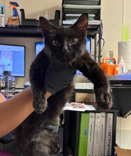 CLARA, Adoptable, Young Female Domestic Long Hair.