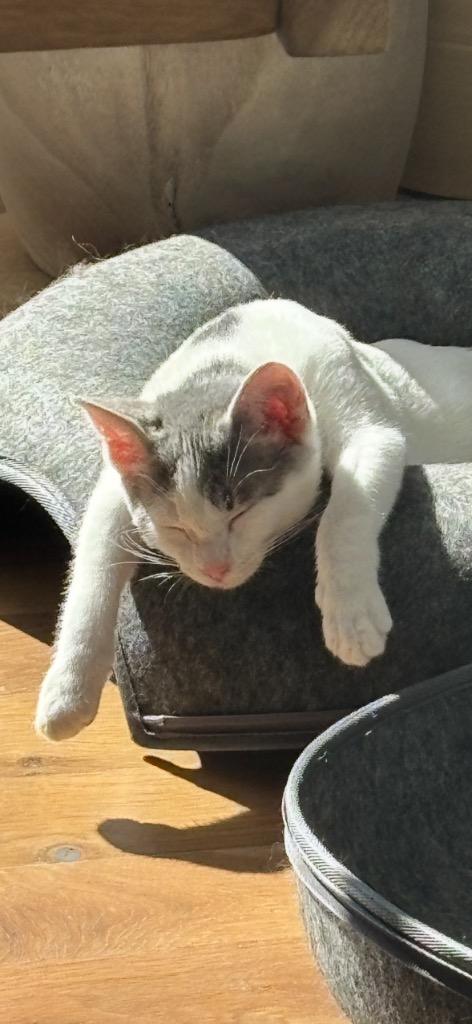 Billie Jean, Adopted, Kitten Female Domestic Short Hair.