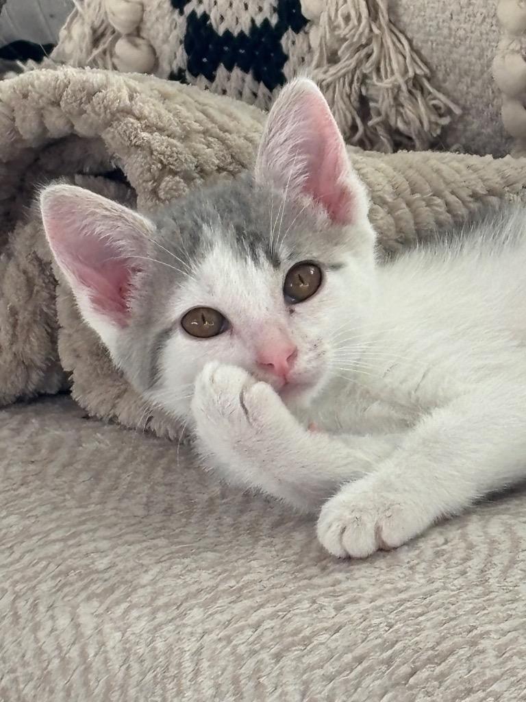 Enlarge Billie Jean, a Adopted mixed breed in Olathe, KS image 2/6