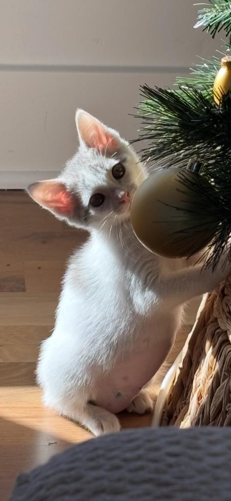 Enlarge Billie Jean, a Adopted mixed breed in Olathe, KS image 3/6