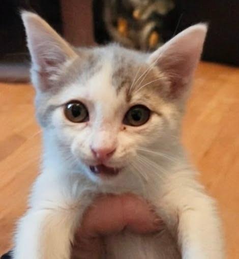 Enlarge Billie Jean, a Adopted mixed breed in Olathe, KS image 4/6