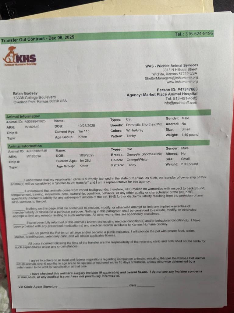 Enlarge Billie Jean, a Adopted mixed breed in Olathe, KS image 5/6