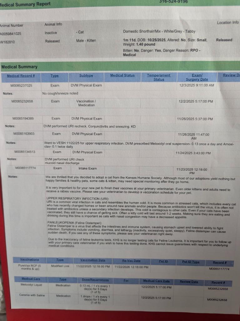 Enlarge Billie Jean, a Adopted mixed breed in Olathe, KS image 6/6